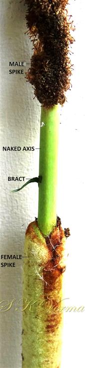 Inflorescence- a part
